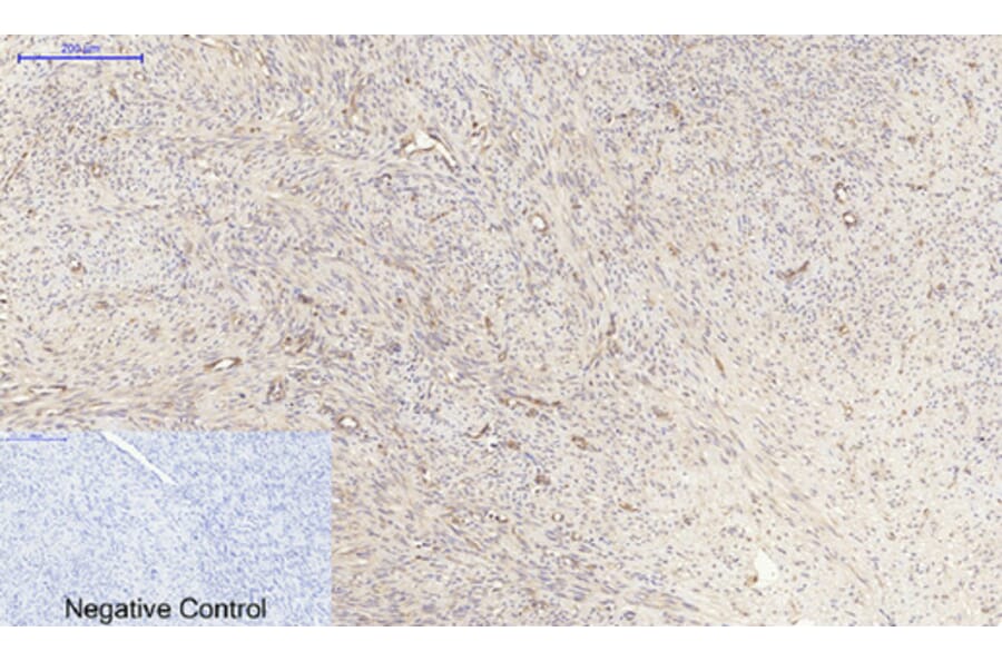 Immunohistochemistry - Anti-PPAR-alpha Antibody (B0975) - Antibodies.com