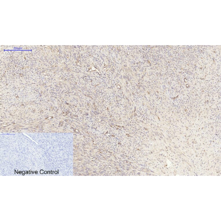 Immunohistochemistry - Anti-PPAR-alpha Antibody (B0975) - Antibodies.com