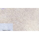 Immunohistochemistry - Anti-PPAR-alpha Antibody (B0975) - Antibodies.com