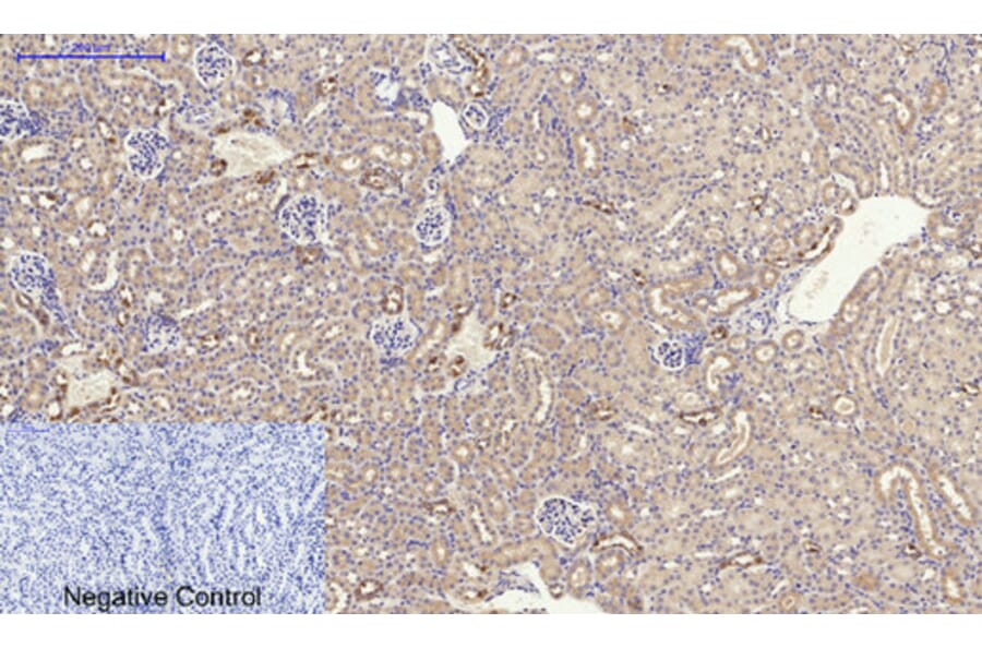 Immunohistochemistry - Anti-PPAR-alpha Antibody (B0975) - Antibodies.com