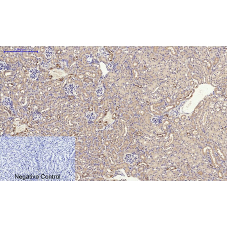 Immunohistochemistry - Anti-PPAR-alpha Antibody (B0975) - Antibodies.com
