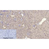 Immunohistochemistry - Anti-PPAR-alpha Antibody (B0975) - Antibodies.com