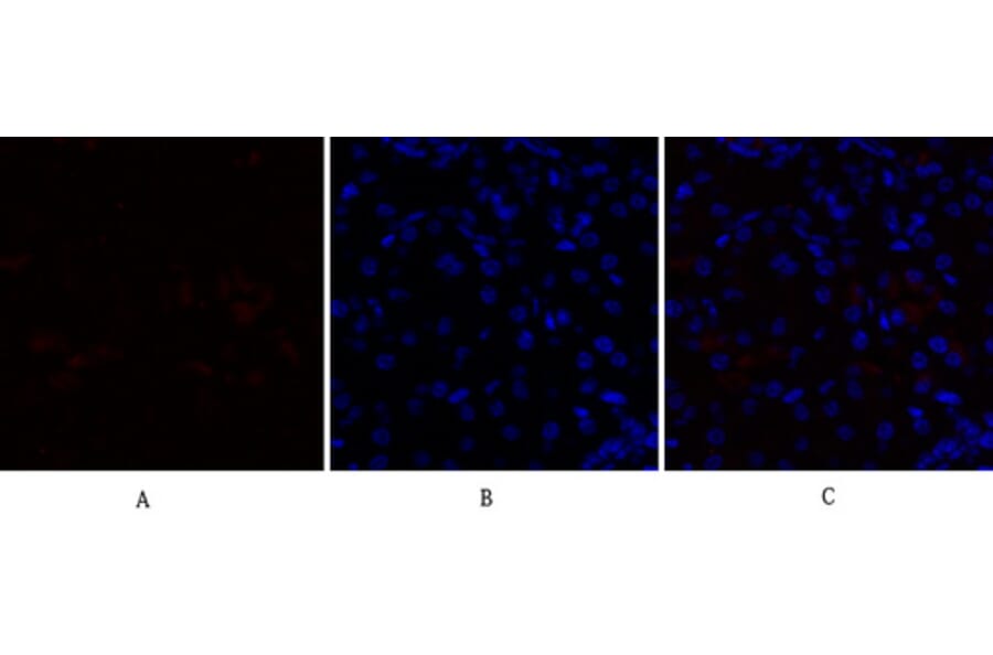 Immunofluorescence - Anti-PPAR-alpha Antibody (B0975) - Antibodies.com