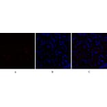 Immunofluorescence - Anti-PPAR-alpha Antibody (B0975) - Antibodies.com