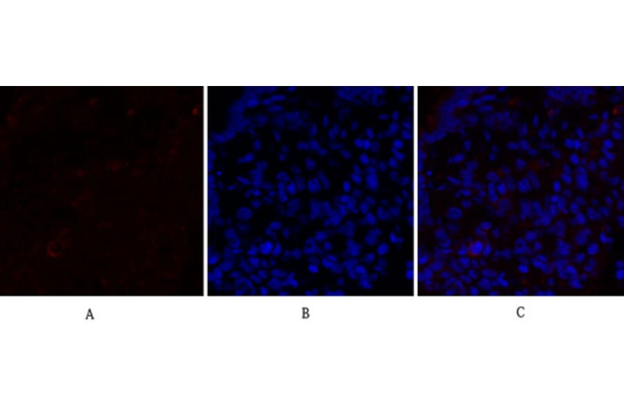 Immunofluorescence - Anti-PPAR-alpha Antibody (B0975) - Antibodies.com
