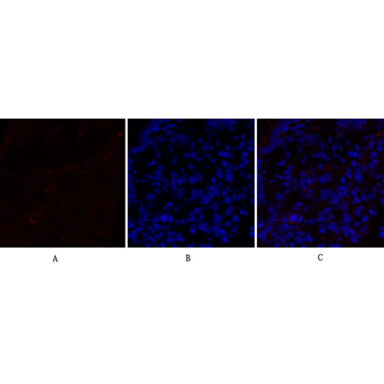 Immunofluorescence - Anti-PPAR-alpha Antibody (B0975) - Antibodies.com