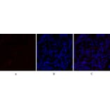 Immunofluorescence - Anti-PPAR-alpha Antibody (B0975) - Antibodies.com
