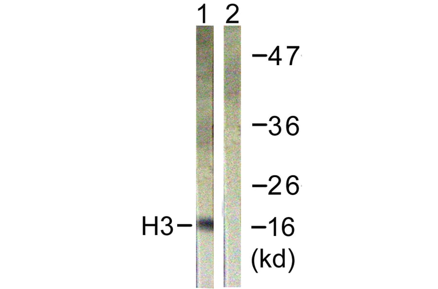 Western Blot - Anti-Histone H3 Antibody (D0029) - Antibodies.com