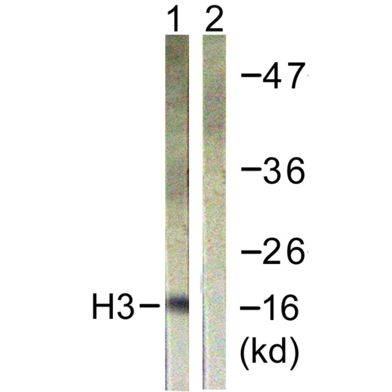 Western Blot - Anti-Histone H3 Antibody (D0029) - Antibodies.com