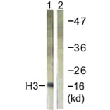 Western Blot - Anti-Histone H3 Antibody (D0029) - Antibodies.com