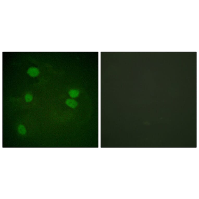 Immunofluorescence - Anti-Histone H3 Antibody (D0029) - Antibodies.com