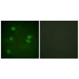 Immunofluorescence - Anti-Histone H3 Antibody (D0029) - Antibodies.com