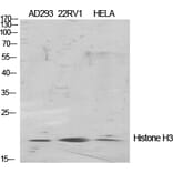 Western Blot - Anti-Histone H3 Antibody (D0029) - Antibodies.com