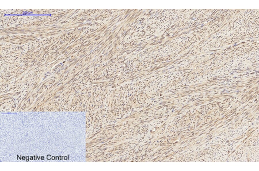 Immunohistochemistry - Anti-Histone H3 Antibody (D0029) - Antibodies.com