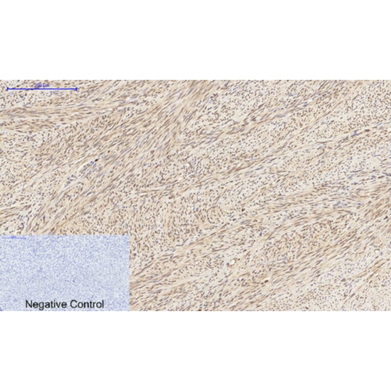 Immunohistochemistry - Anti-Histone H3 Antibody (D0029) - Antibodies.com