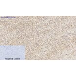Immunohistochemistry - Anti-Histone H3 Antibody (D0029) - Antibodies.com