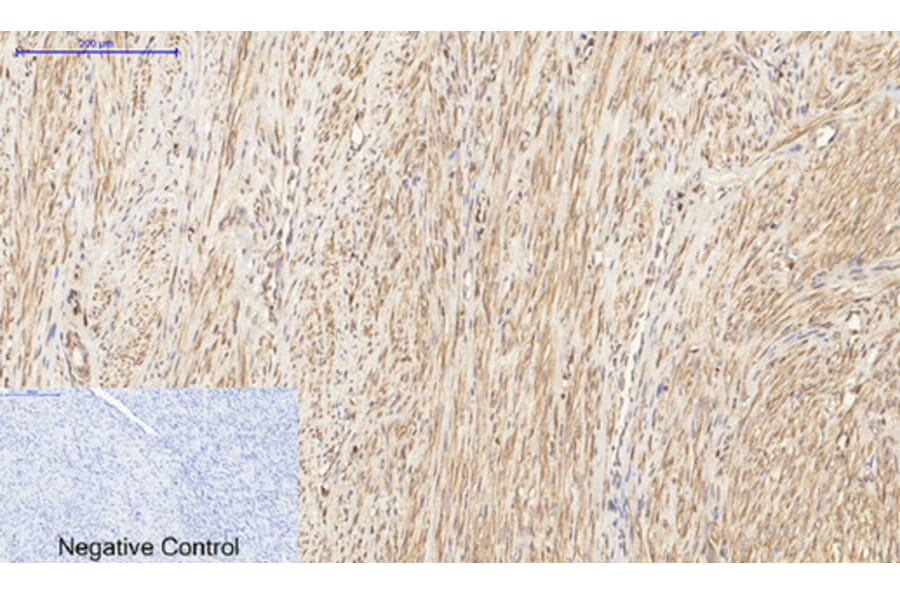 Immunohistochemistry - Anti-Histone H3 Antibody (D0029) - Antibodies.com