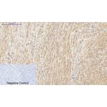 Immunohistochemistry - Anti-Histone H3 Antibody (D0029) - Antibodies.com