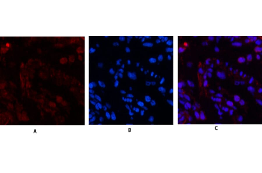 Immunofluorescence - Anti-Histone H3 Antibody (D0029) - Antibodies.com