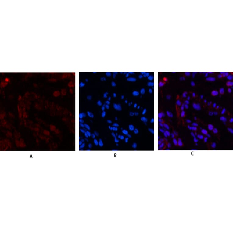 Immunofluorescence - Anti-Histone H3 Antibody (D0029) - Antibodies.com