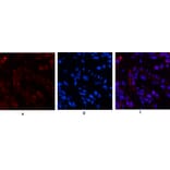 Immunofluorescence - Anti-Histone H3 Antibody (D0029) - Antibodies.com