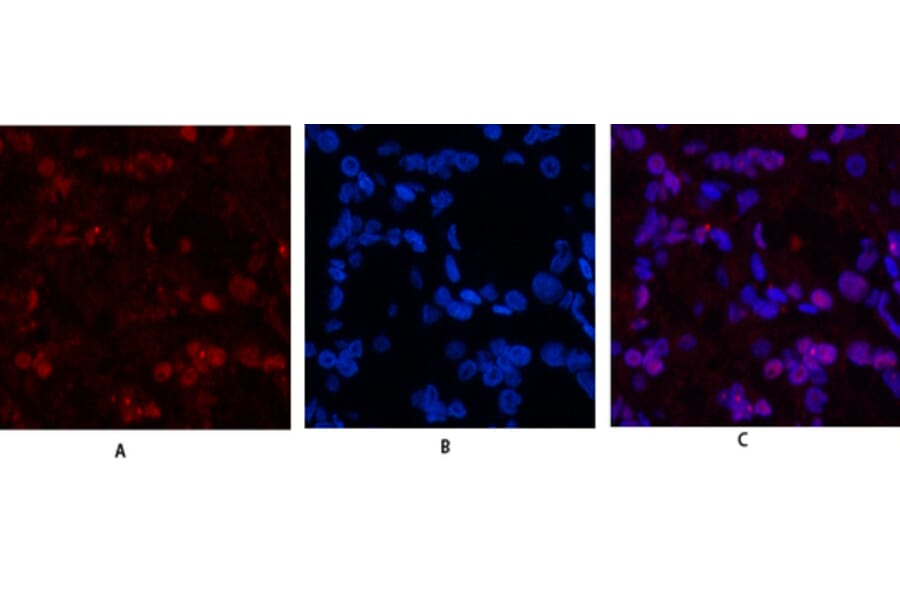 Immunofluorescence - Anti-Histone H3 Antibody (D0029) - Antibodies.com