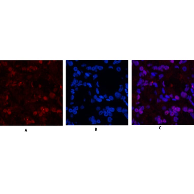 Immunofluorescence - Anti-Histone H3 Antibody (D0029) - Antibodies.com