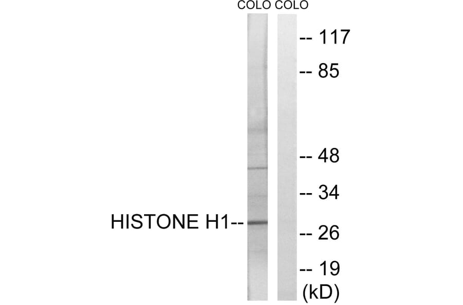 Western Blot - Anti-Histone H1 Antibody (B0948) - Antibodies.com