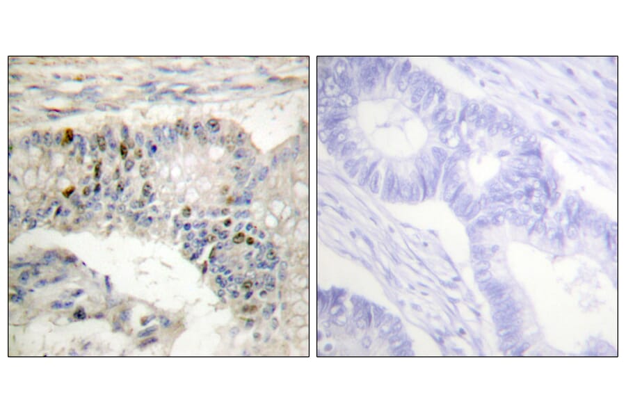 Immunohistochemistry - Anti-Histone H1 Antibody (B0948) - Antibodies.com