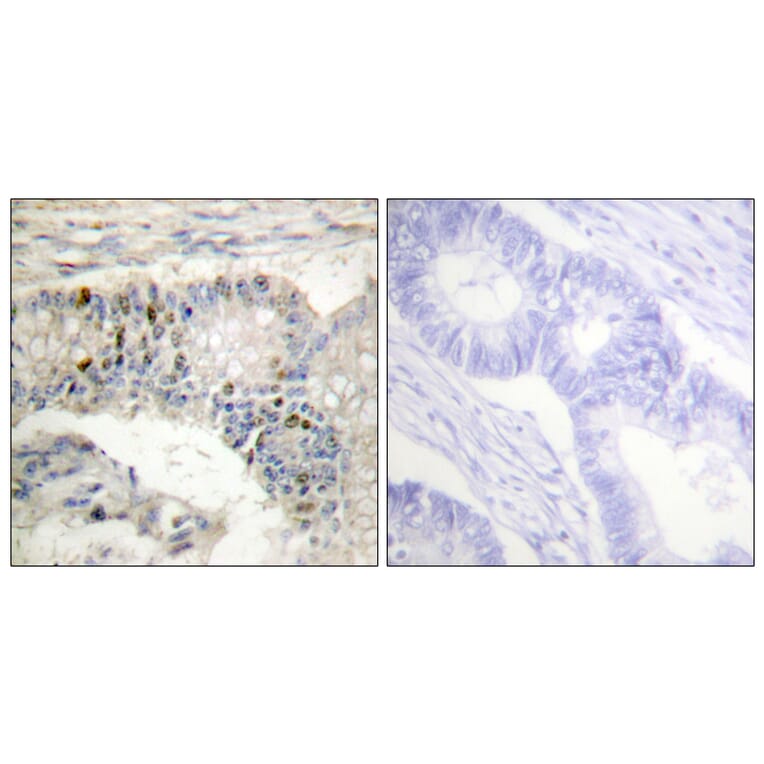 Immunohistochemistry - Anti-Histone H1 Antibody (B0948) - Antibodies.com