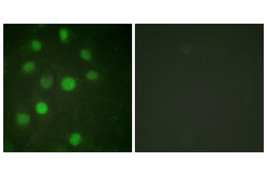 Immunofluorescence - Anti-Histone H1 Antibody (B0948) - Antibodies.com