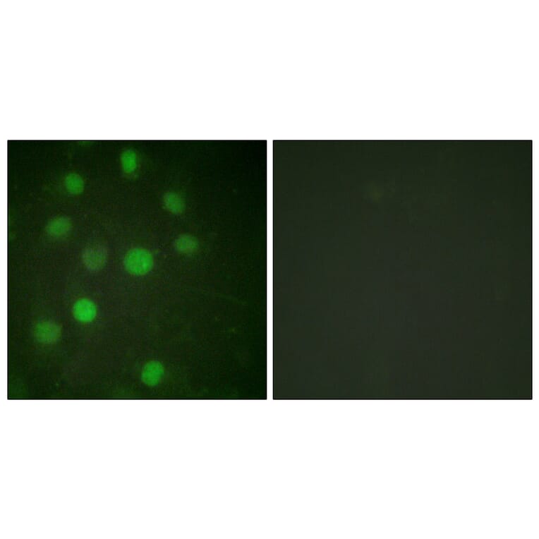 Immunofluorescence - Anti-Histone H1 Antibody (B0948) - Antibodies.com