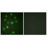 Immunofluorescence - Anti-Histone H1 Antibody (B0948) - Antibodies.com