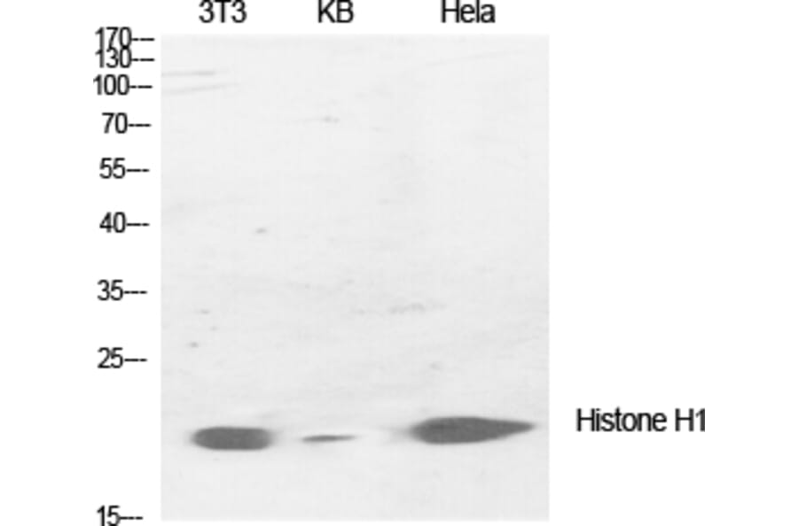 Western Blot - Anti-Histone H1 Antibody (B0948) - Antibodies.com
