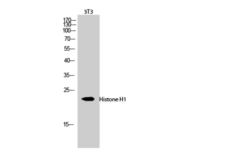 Western Blot - Anti-Histone H1 Antibody (B0948) - Antibodies.com