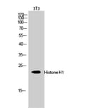 Western Blot - Anti-Histone H1 Antibody (B0948) - Antibodies.com