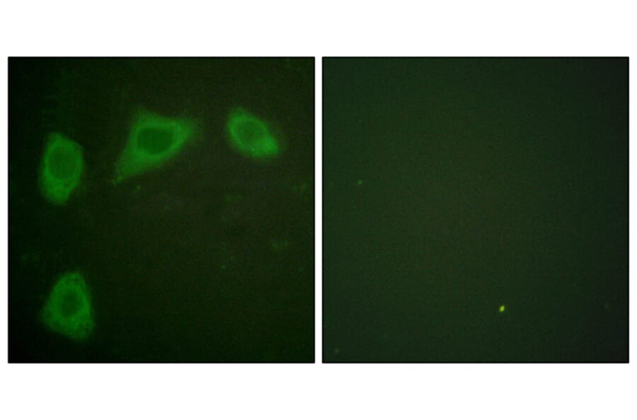 Immunofluorescence - Anti-Caveolin-1 Antibody (C0139) - Antibodies.com