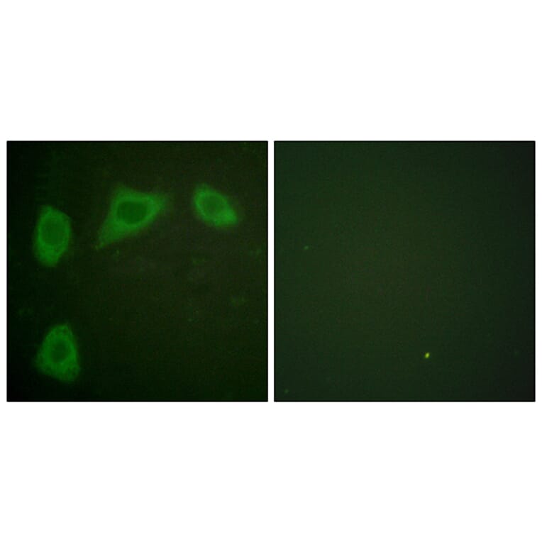 Immunofluorescence - Anti-Caveolin-1 Antibody (C0139) - Antibodies.com