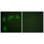 Immunofluorescence - Anti-Caveolin-1 Antibody (C0139) - Antibodies.com