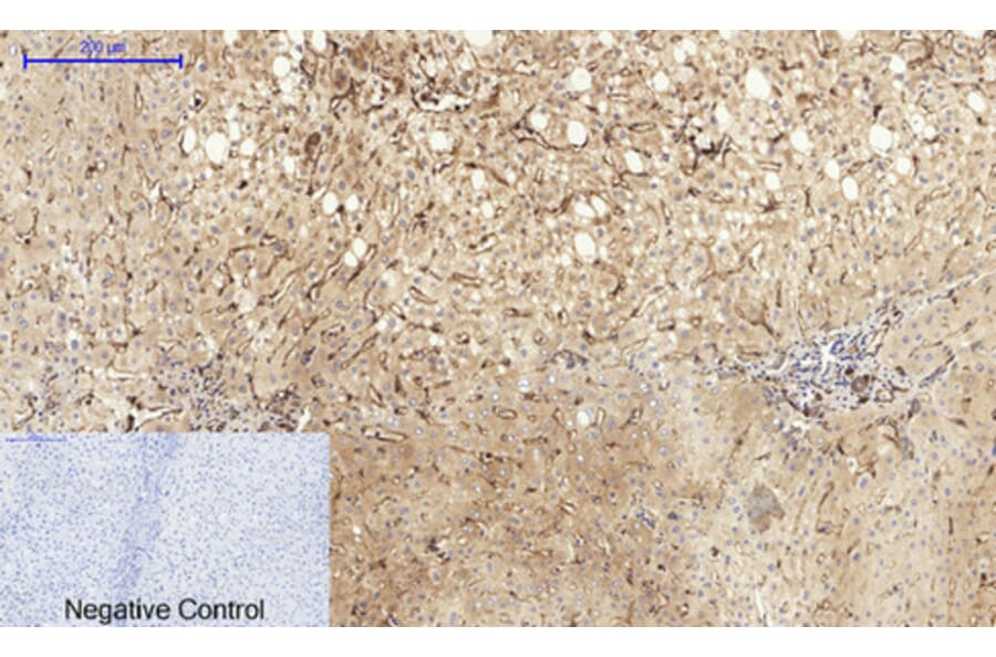 Immunohistochemistry - Anti-Caveolin-1 Antibody (C0139) - Antibodies.com