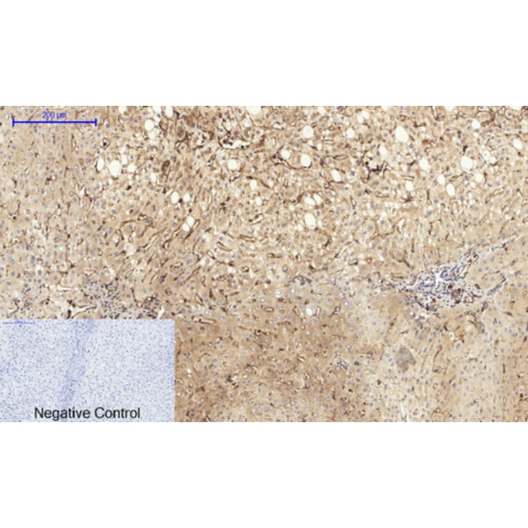 Immunohistochemistry - Anti-Caveolin-1 Antibody (C0139) - Antibodies.com