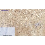 Immunohistochemistry - Anti-Caveolin-1 Antibody (C0139) - Antibodies.com