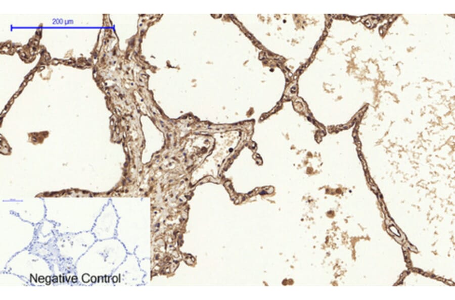 Immunofluorescence - Anti-Caveolin-1 Antibody (C0139) - Antibodies.com