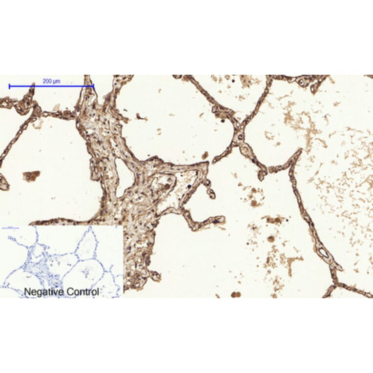 Immunofluorescence - Anti-Caveolin-1 Antibody (C0139) - Antibodies.com