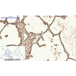 Immunofluorescence - Anti-Caveolin-1 Antibody (C0139) - Antibodies.com