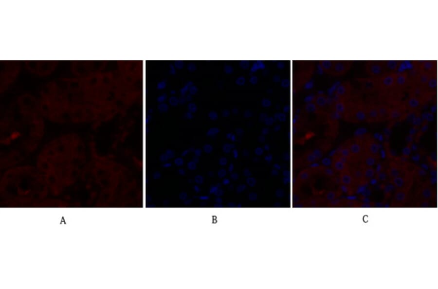 Immunofluorescence - Anti-Caveolin-1 Antibody (C0139) - Antibodies.com