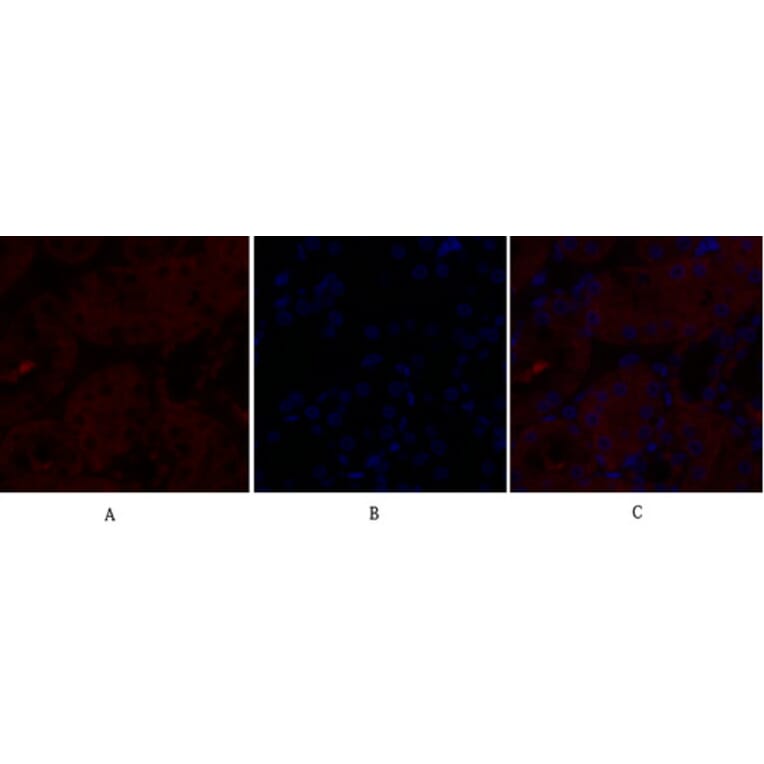 Immunofluorescence - Anti-Caveolin-1 Antibody (C0139) - Antibodies.com