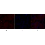 Immunofluorescence - Anti-Caveolin-1 Antibody (C0139) - Antibodies.com