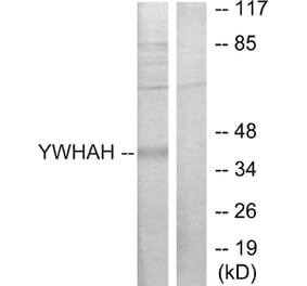 Western Blot - Anti-14-3-3 eta Antibody (C12003) - Antibodies.com