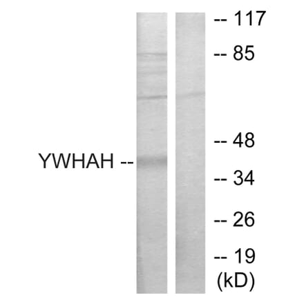 Western Blot - Anti-14-3-3 eta Antibody (C12003) - Antibodies.com